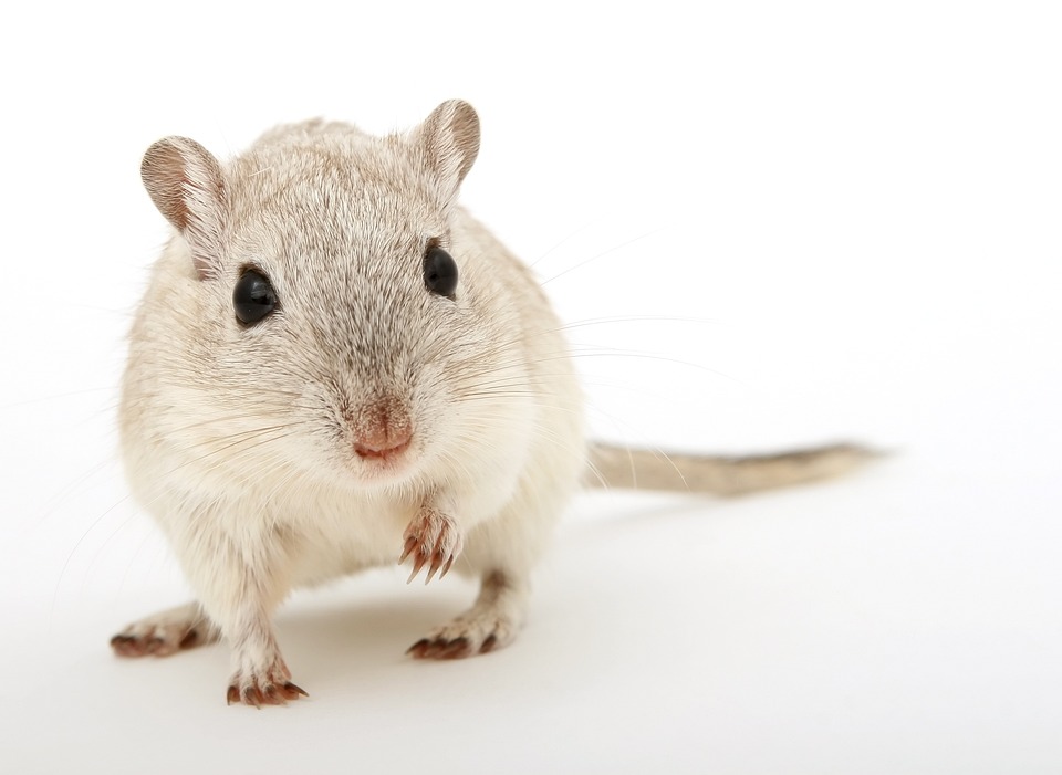 Benefits of buying pet supplies online