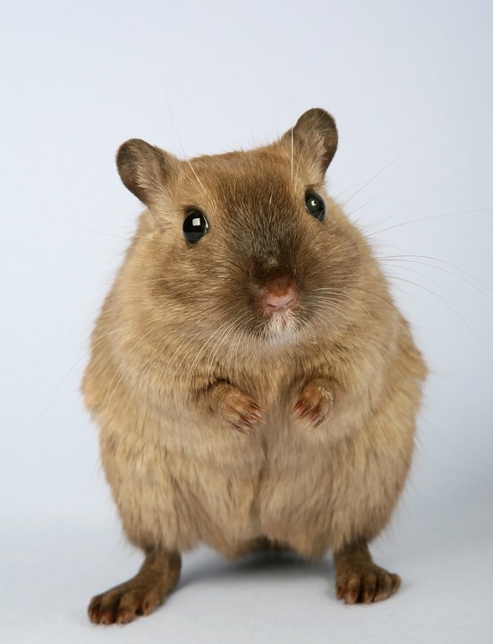 Benefits of buying pet supplies online