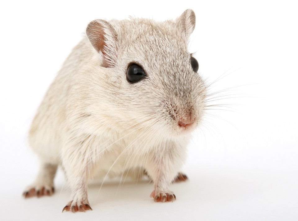 Dwarf Russian hamster vs. Chinese dwarf hamster