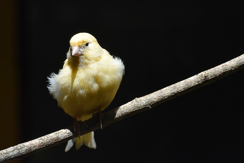 The basics of seed germination for your parrot