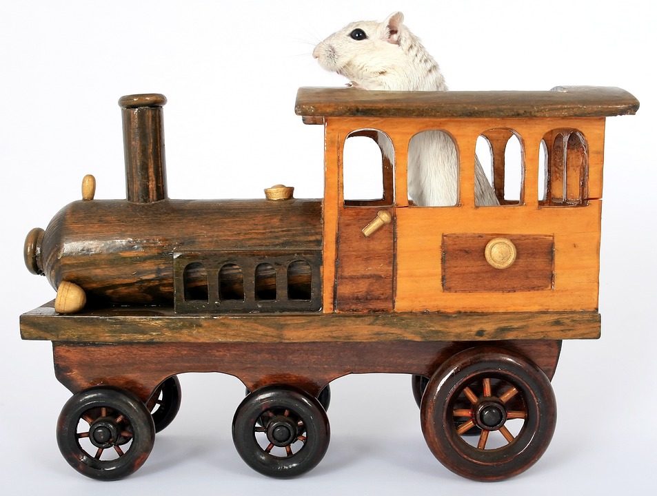 Why would a cute creature from the rodent family be your ideal pet?